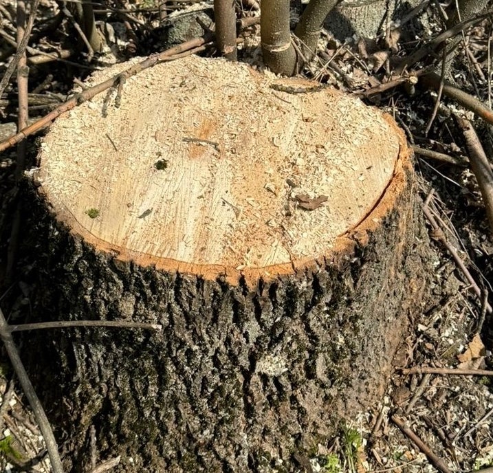 Пень від зрубаного дерева