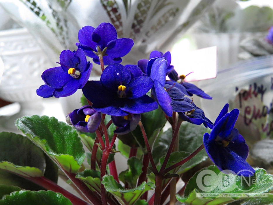 Синя фіалка експонується в краєзнавчому музеї в Кропивницькому