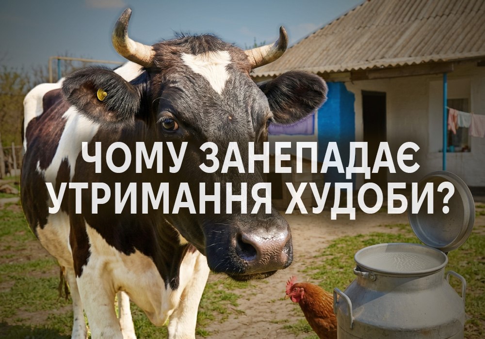 Фото корови із молоком