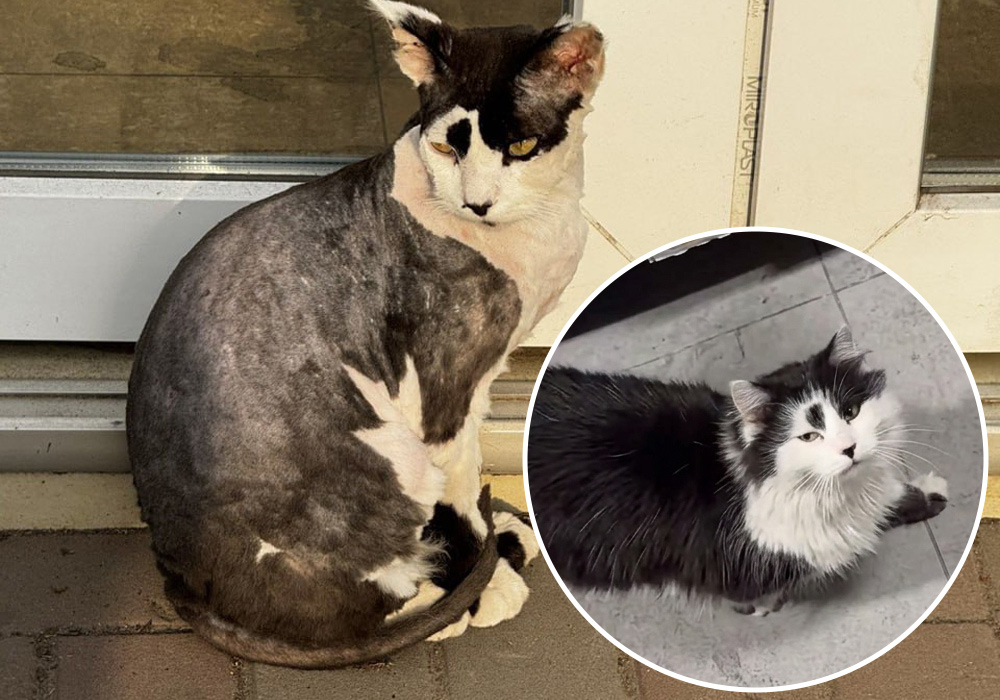 Кіт Степан "до" та "після"