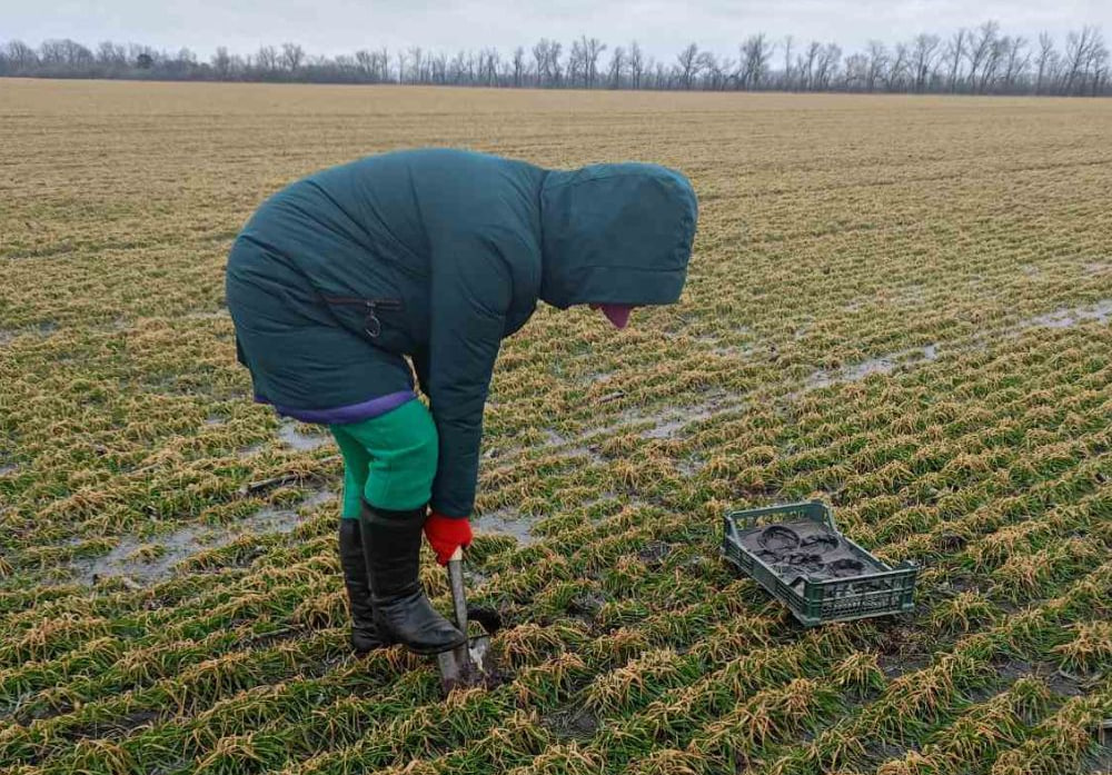 Науковиця ГУ Держпроспоживслужби бере зразки посівів