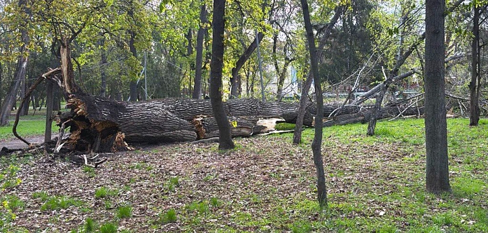 Фото поваленого дерева у Ковалівському парку