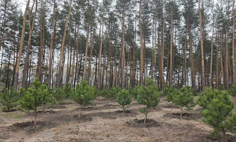 висаджені дерева