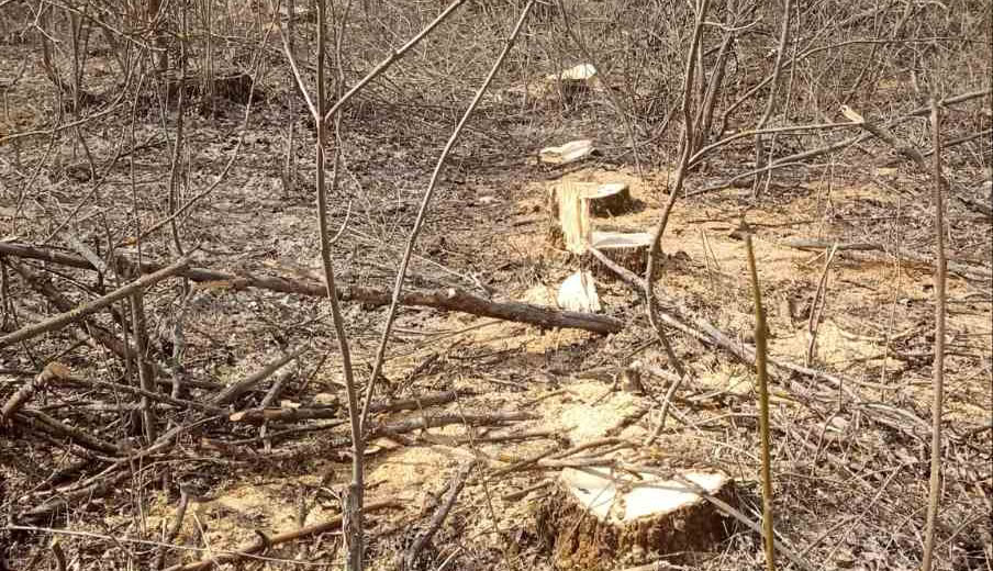 Пні від спиляних дерев