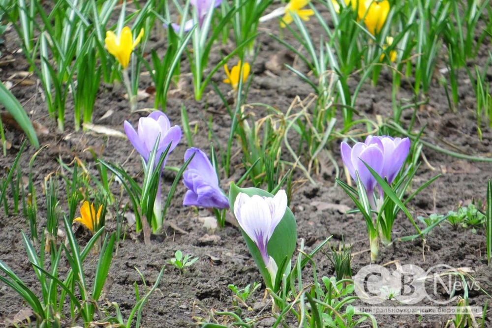 Крокуси на клумбі