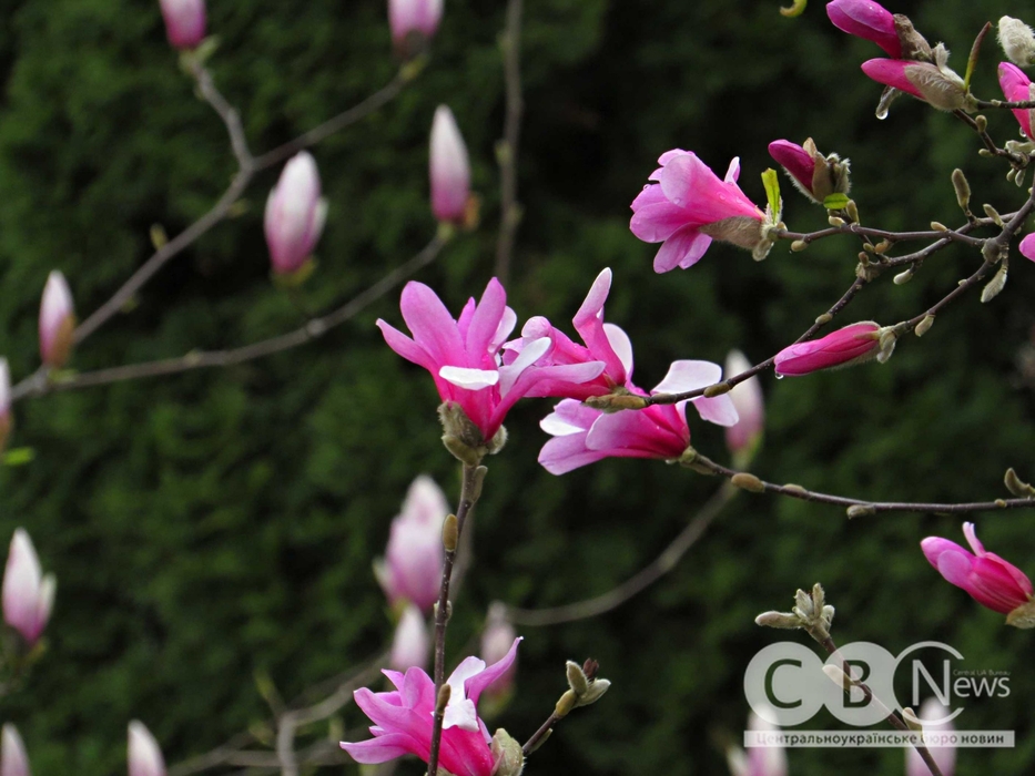 фото розквітлих дерев магнолії