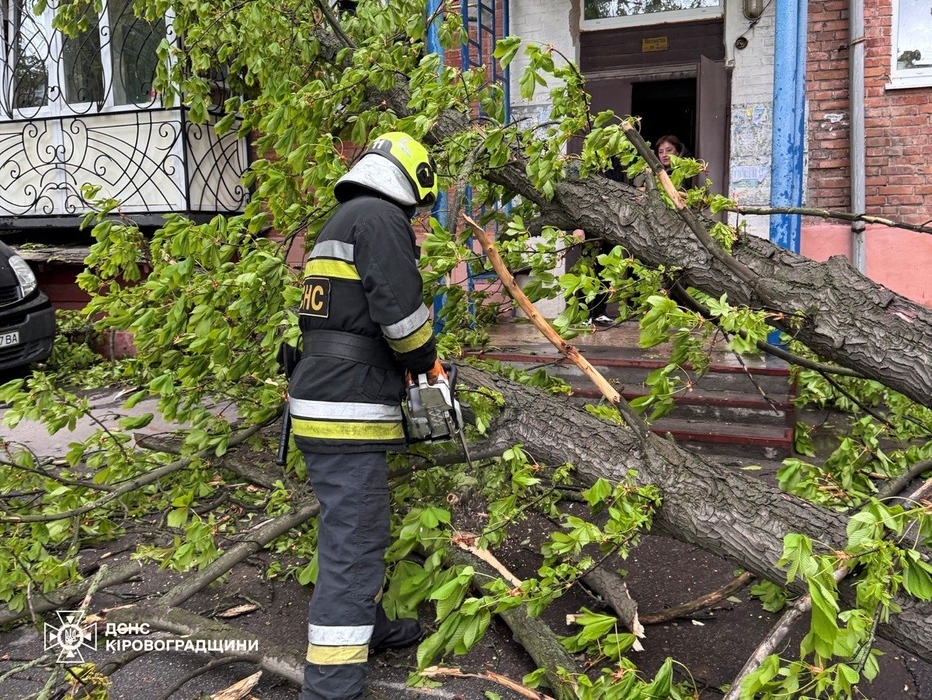 фото поваленого дерева