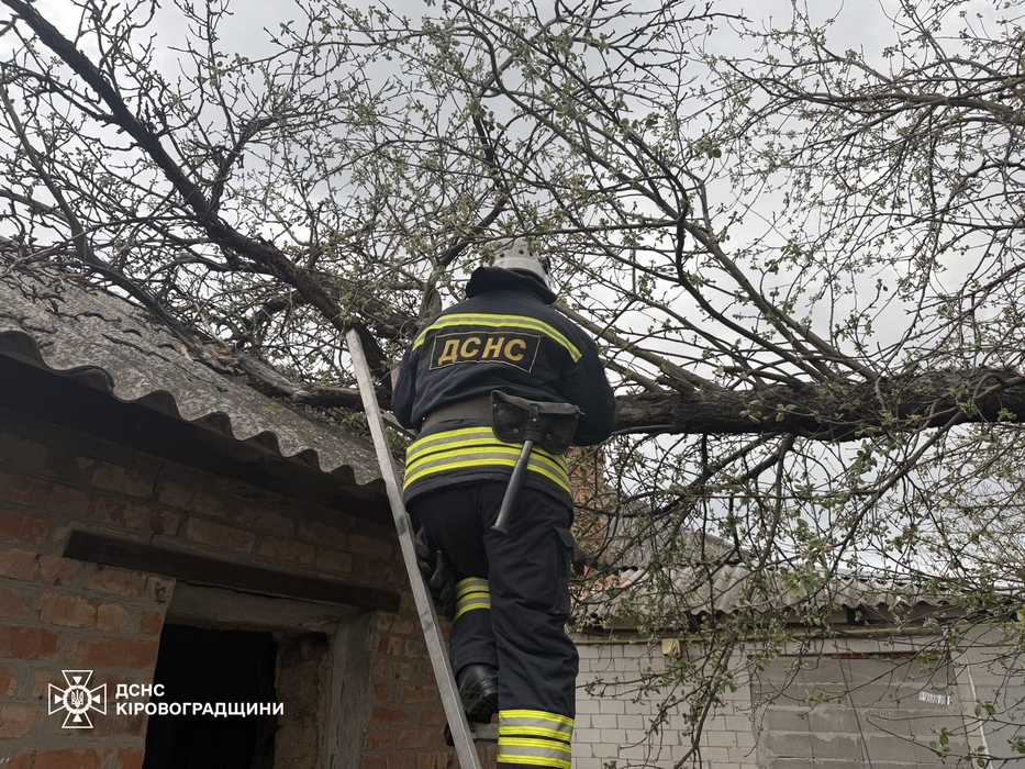 Фото зламаного дерева