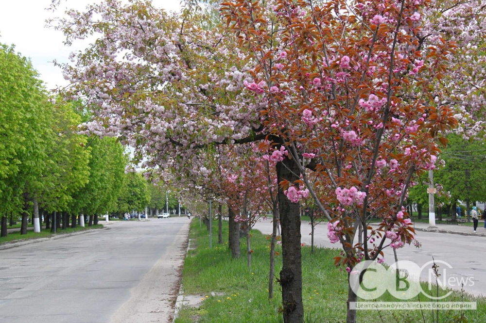 фото дерев сакури у місті 