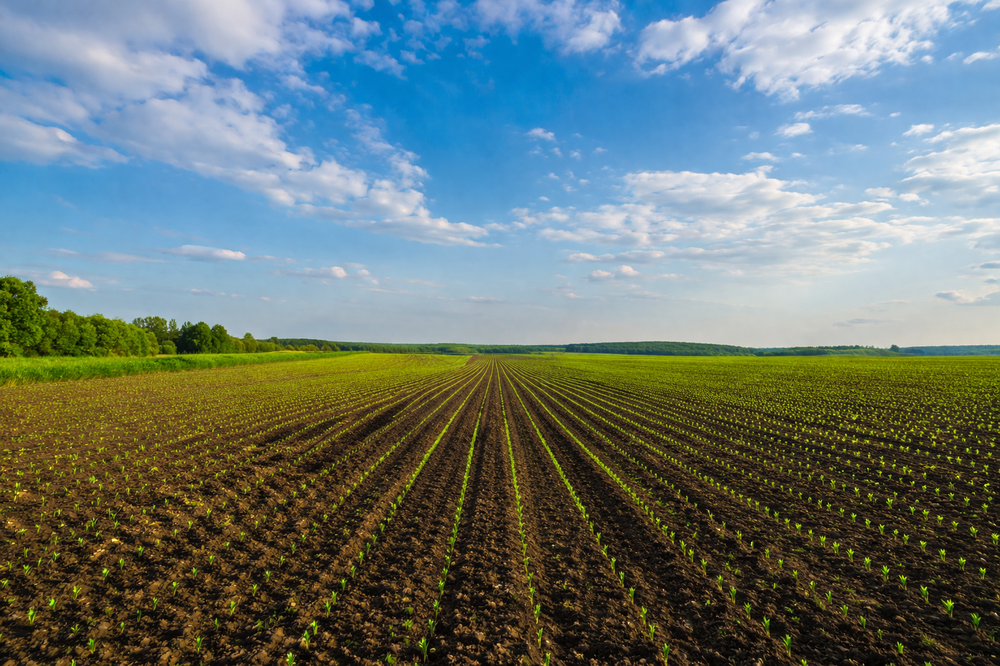 фото засіяного поля