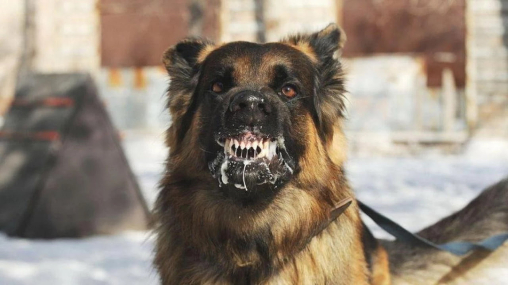 Скажений пес