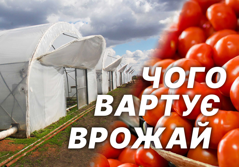 Ілюстрація до статті про вирощування овочів