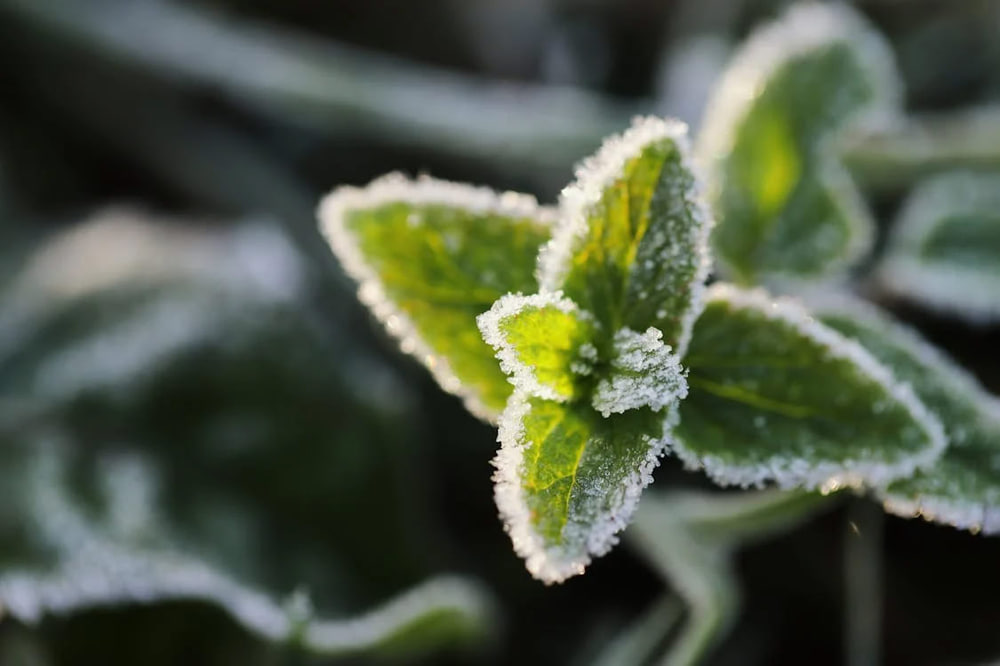 Трава вкрита інієм
