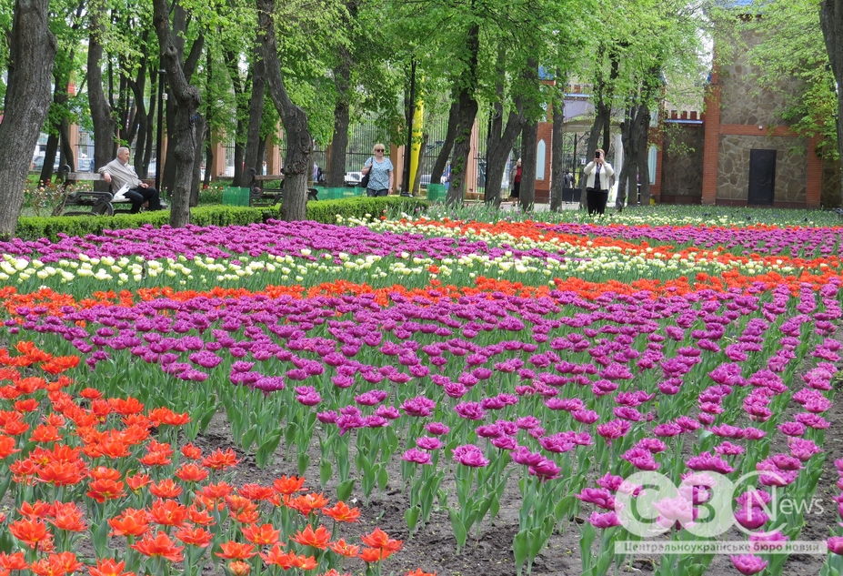 тюльпани в Кропивницькому