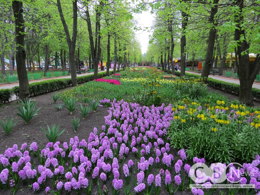 тюльпани в Кропивницькому