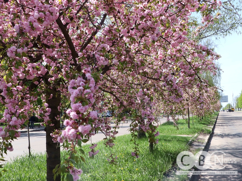 У Кропивницькому розквітла сакура
