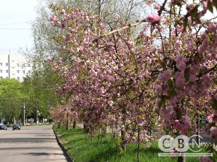 У Кропивницькому розквітла сакура