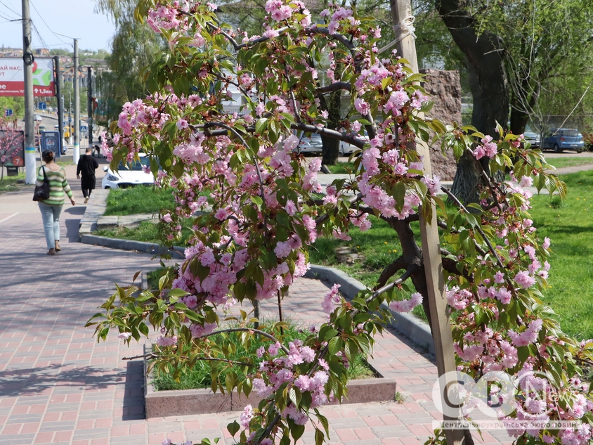 У Кропивницькому розквітла сакура