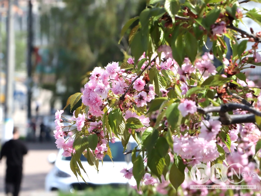 У Кропивницькому розквітла сакура