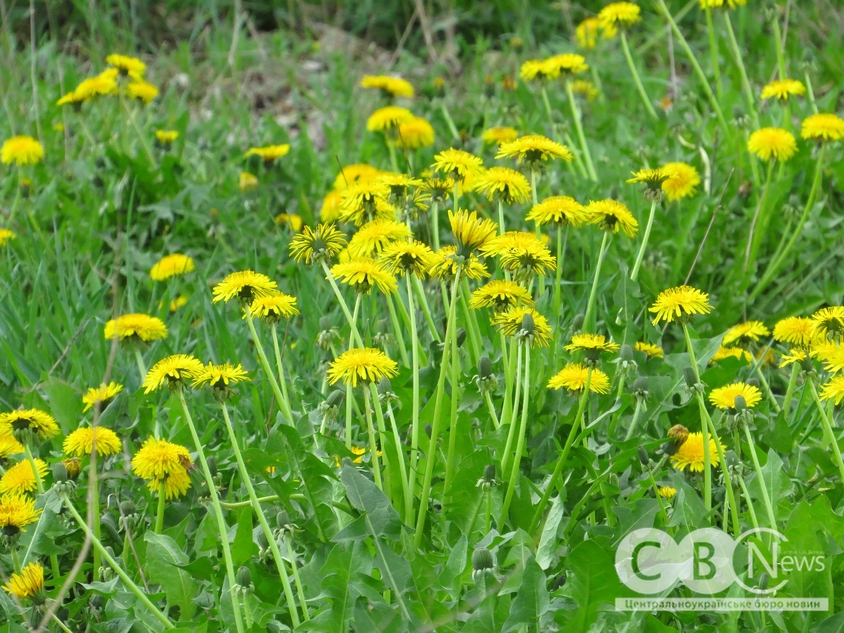 у Кропивницькому зацвіли кульбаби
