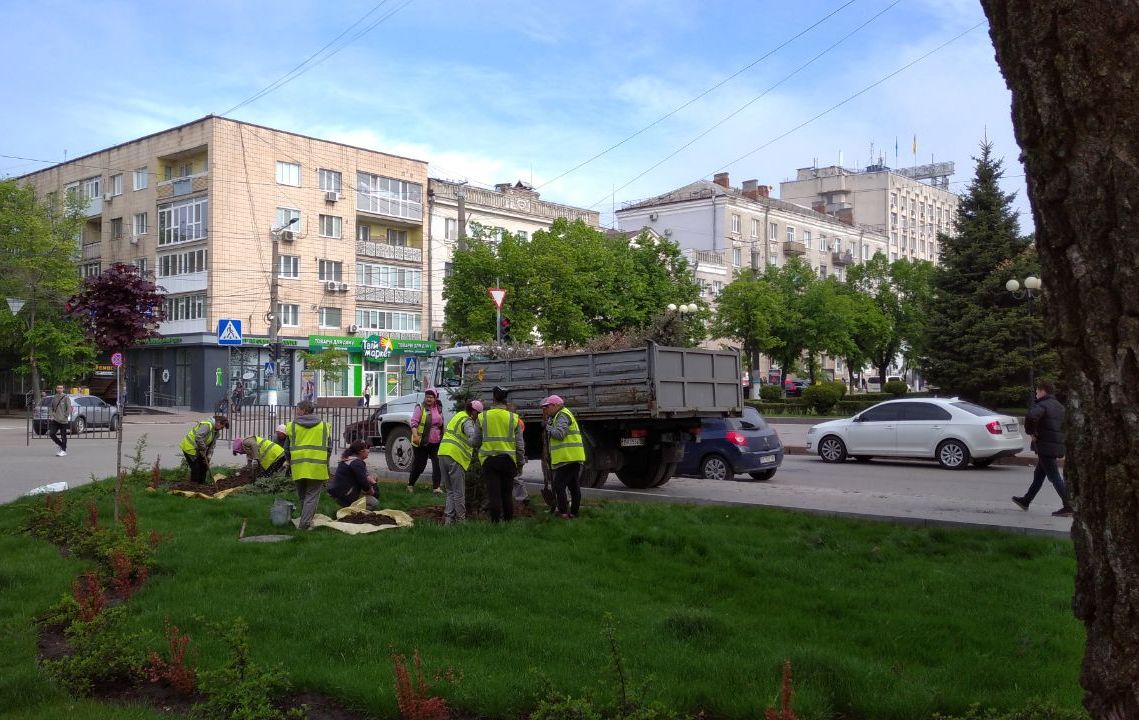 У сквері Кропивницького висадили блакитні ялинки