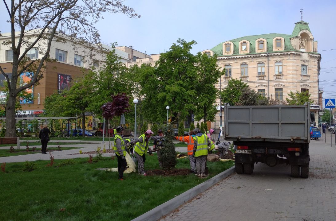 У сквері Кропивницького висадили блакитні ялинки