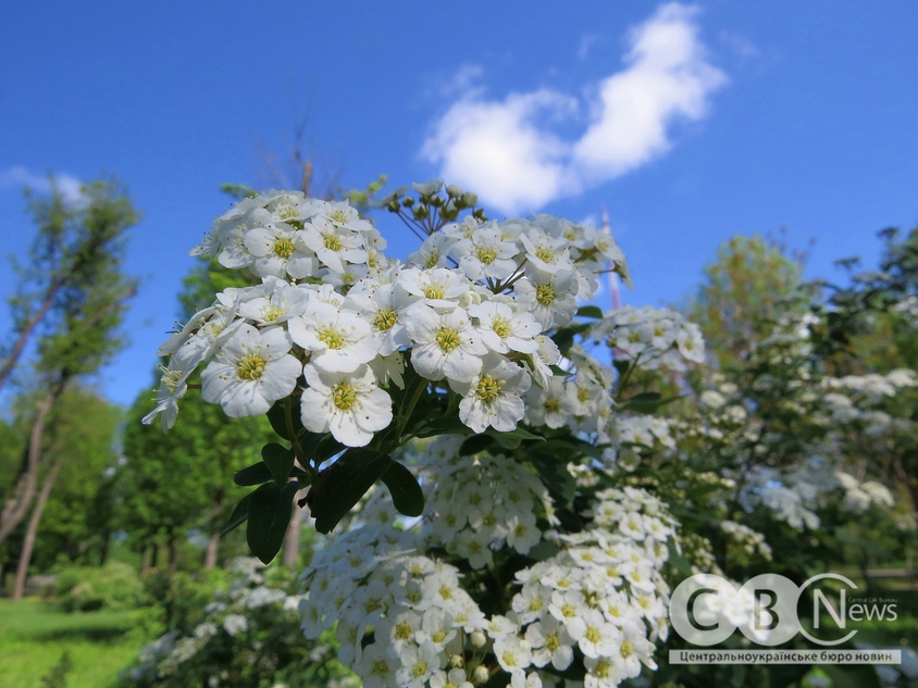 у Кропивницькому розквітла спірея