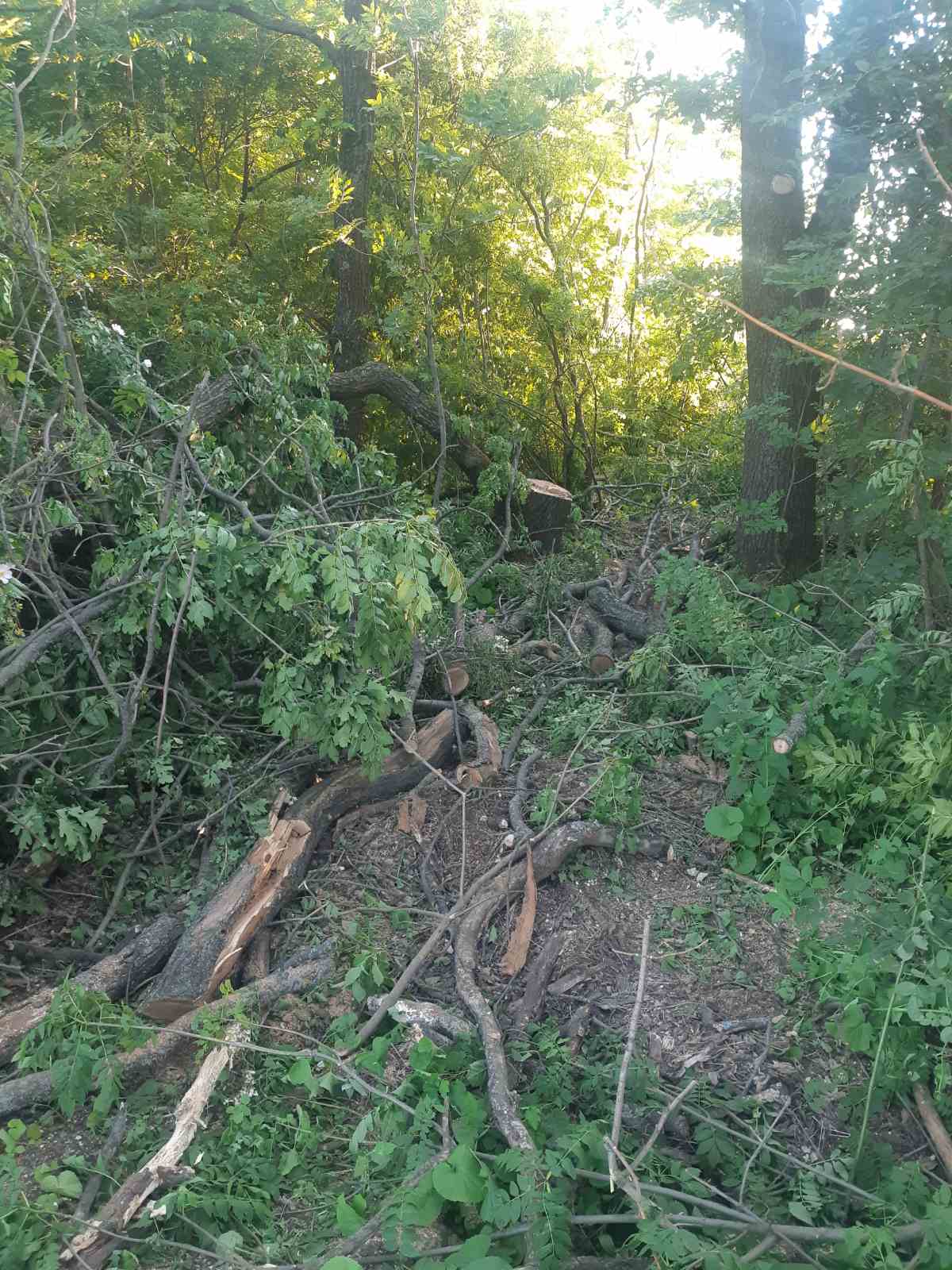 в Кропивницькому районі незаконно вирубали дерева