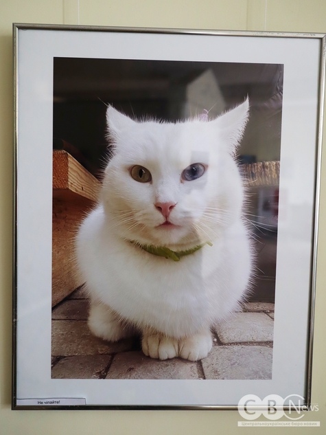 Котяча фотовиставка відбулася у Кропивницькому