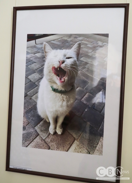 Котяча фотовиставка відбулася у Кропивницькому