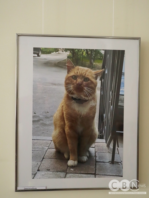 Котяча фотовиставка відбулася у Кропивницькому