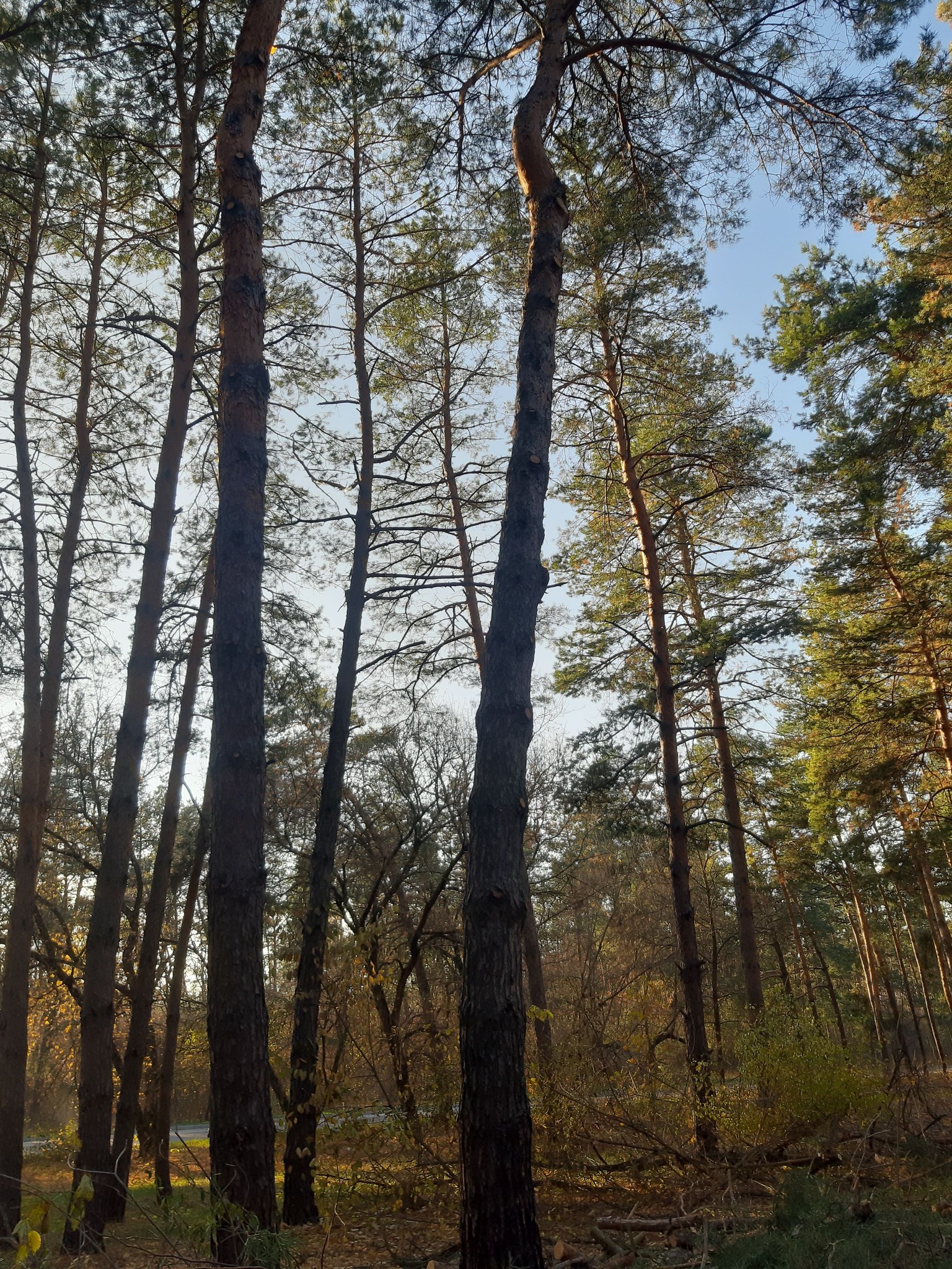 соснові дерева