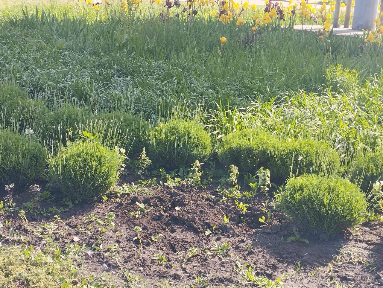 Майже 30 кущів лаванди вкрали біля аеропорту в Кропивницькому