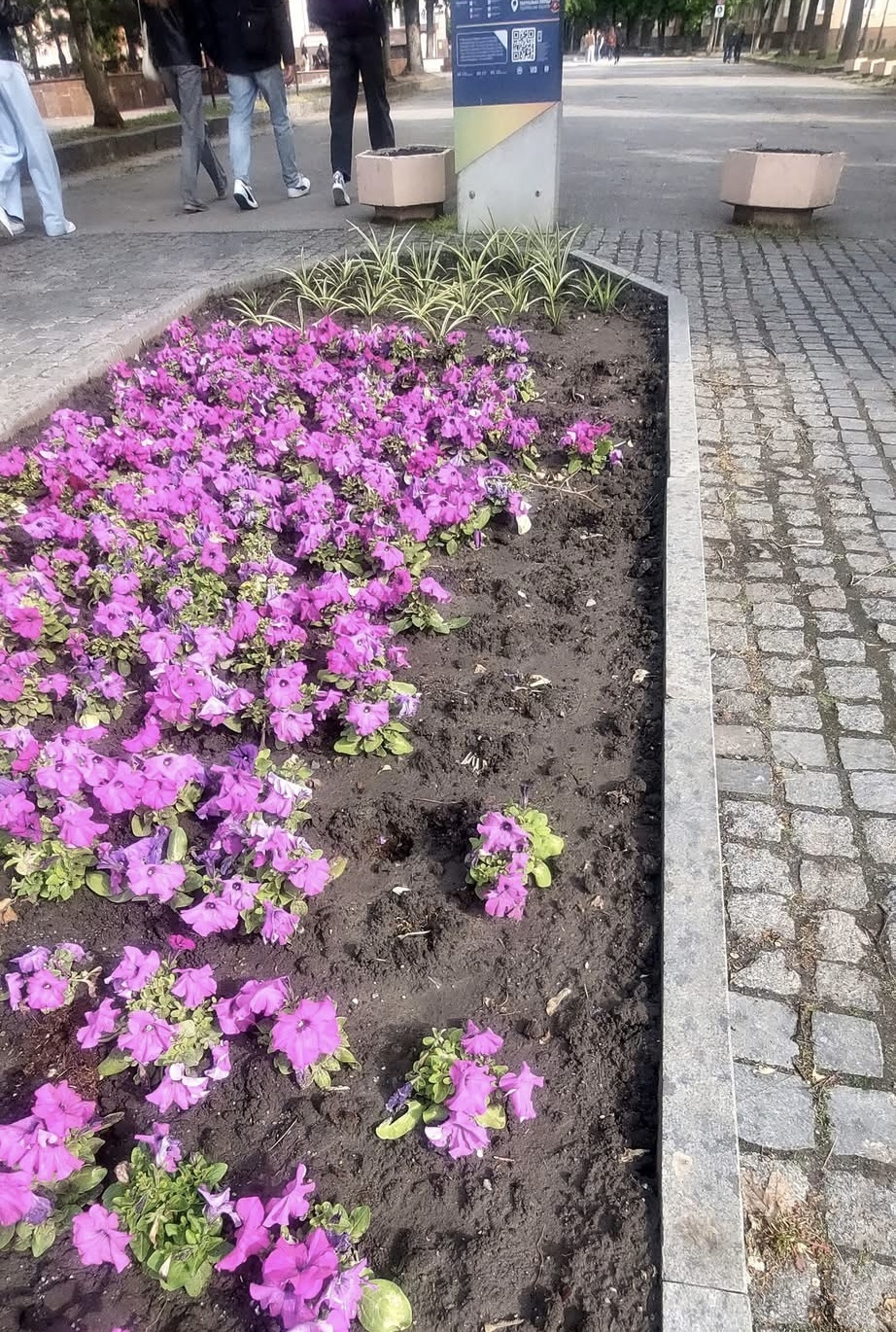 Біля театру в Кропивницькому вкрали пів сотні петуній