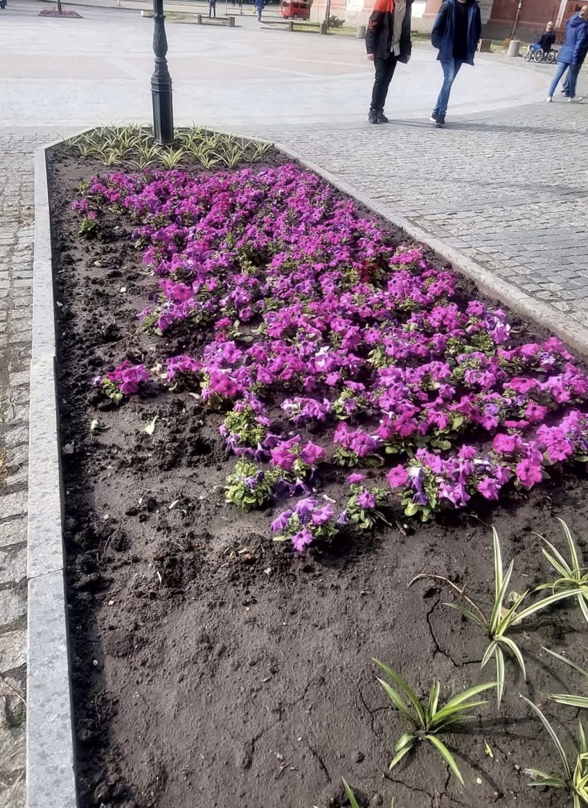 Біля театру в Кропивницькому вкрали пів сотні петуній