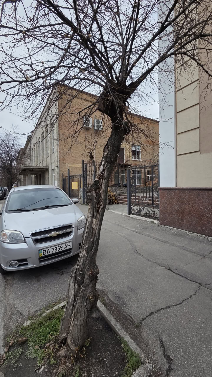 Замість чотирьох лип у середмісті Кропивницького висадять клени
