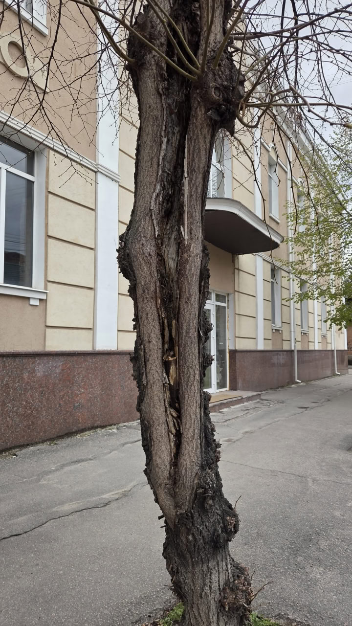 Замість чотирьох лип у середмісті Кропивницького висадять клени
