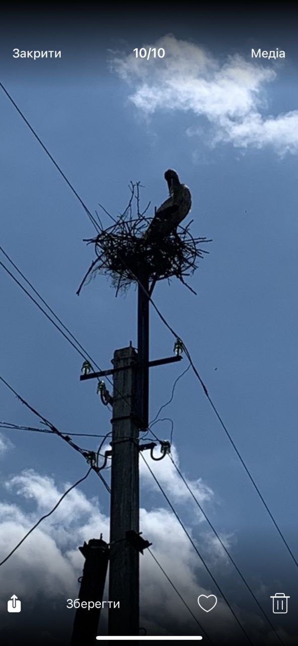У Новій Павлівці Соколівської громади відновили лелече гніздо, зруйноване вітром