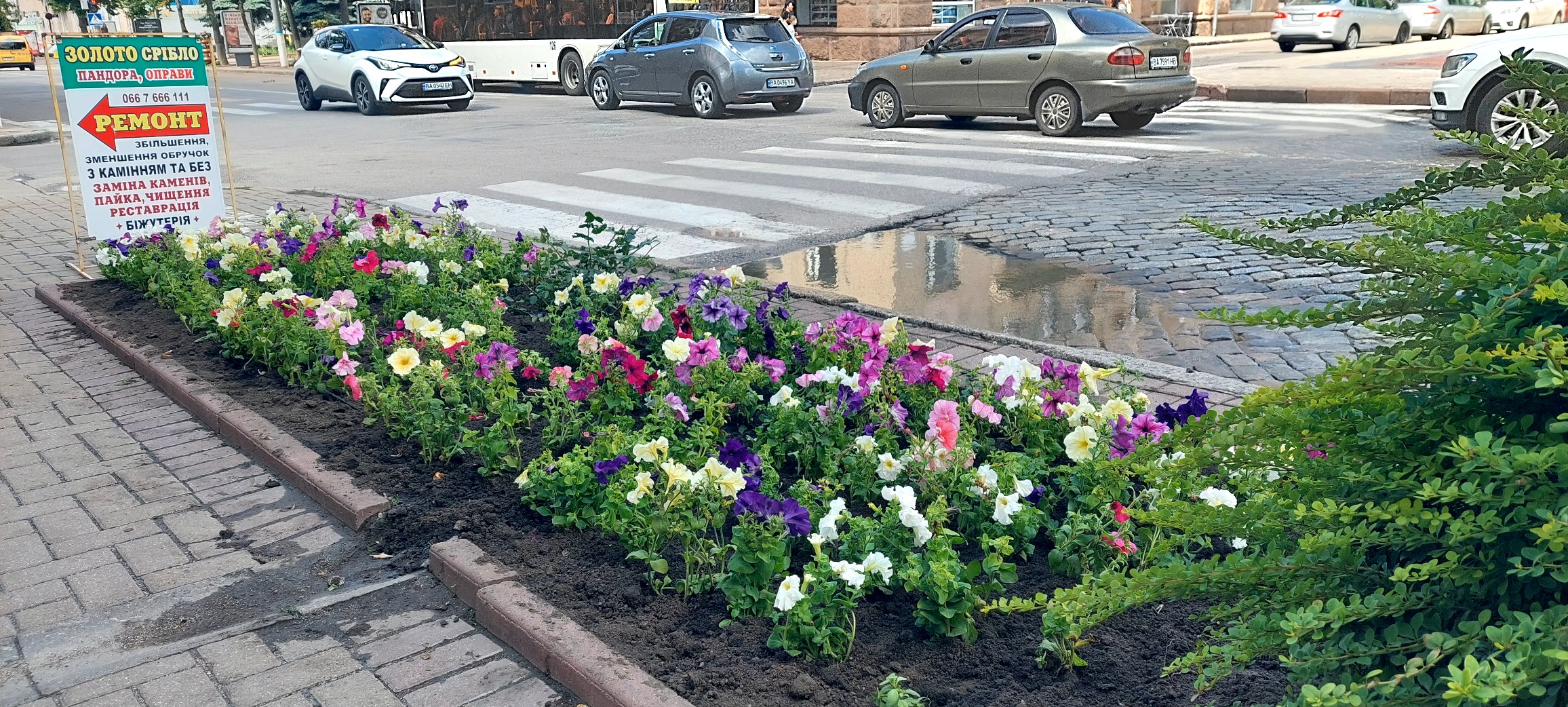 Понад дві тисячі петуній подарували Кропивницькому