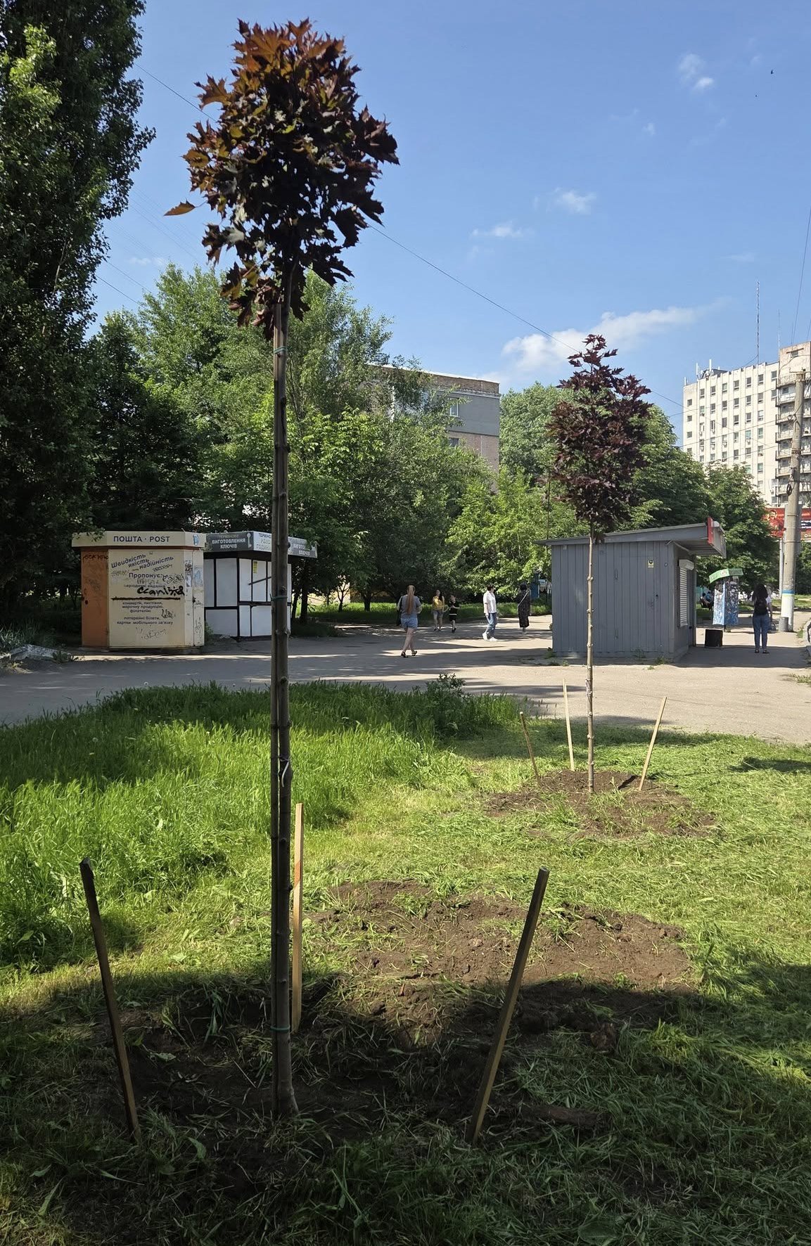 Клени замість спиляних акацій почали висаджувати по Соборній у Кропивницькому