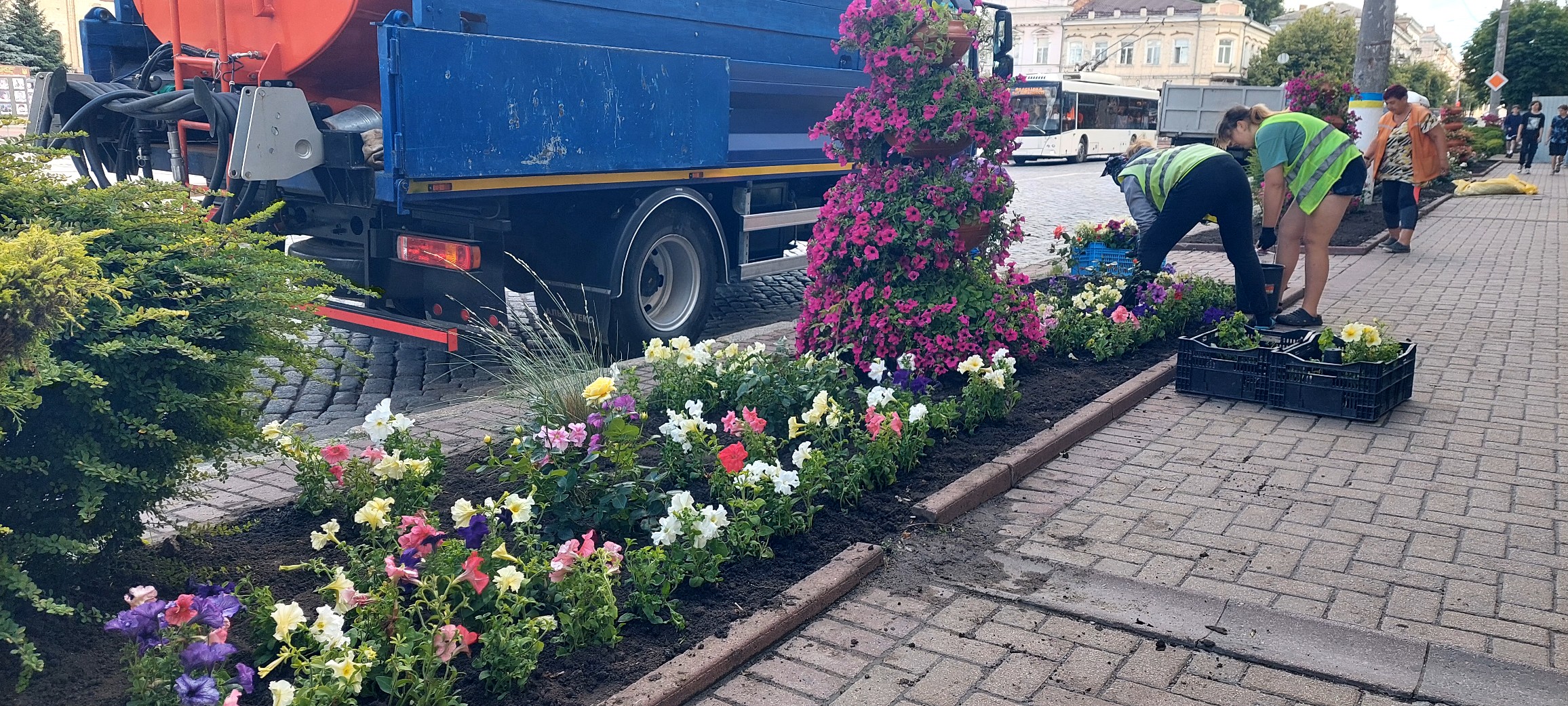 Понад дві тисячі петуній подарували Кропивницькому