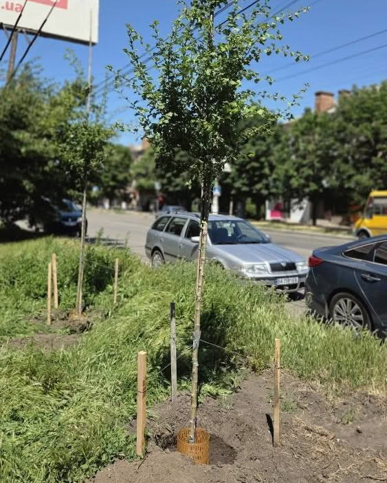 Ще 35 дерев замість спиляних акацій висадили на Соборній у Кропивницькому 