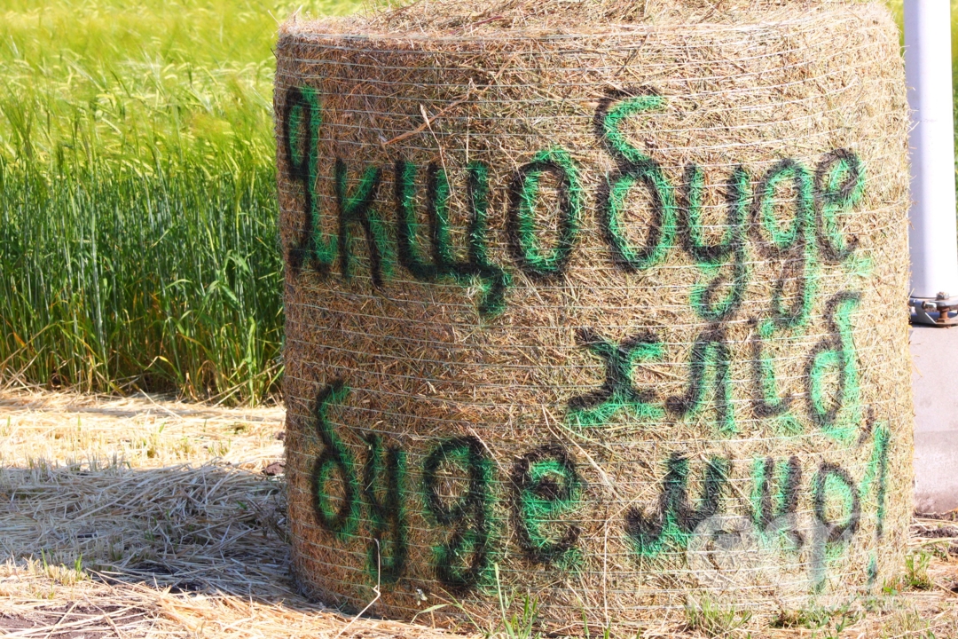 45-й Міжнародний День поля відбувся в селі Созонівка на Кіровоградщині