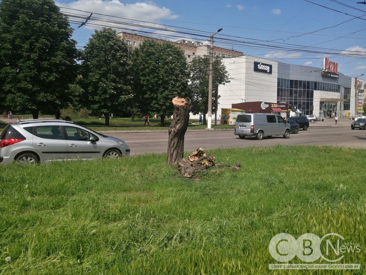 По Соборній у Кропивницькому почали спилювати акації