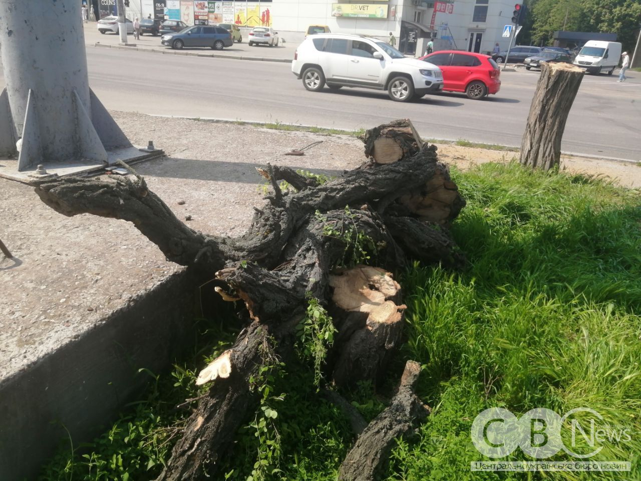 По Соборній у Кропивницькому почали спилювати акації
