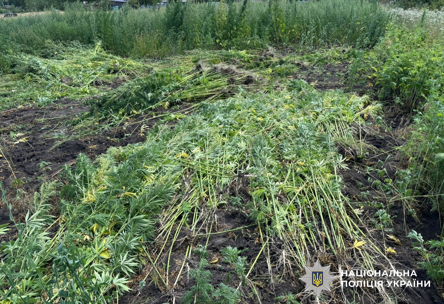 Плантація коноплі на Кіровоградщині