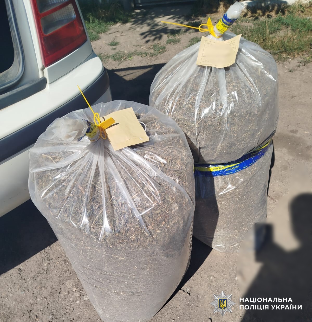 Плантація коноплі на Кіровоградщині