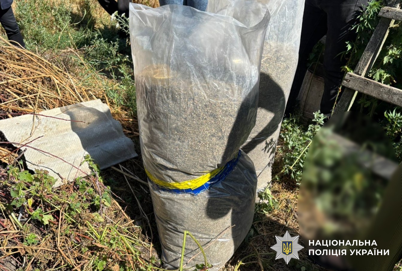 Плантація коноплі на Кіровоградщині