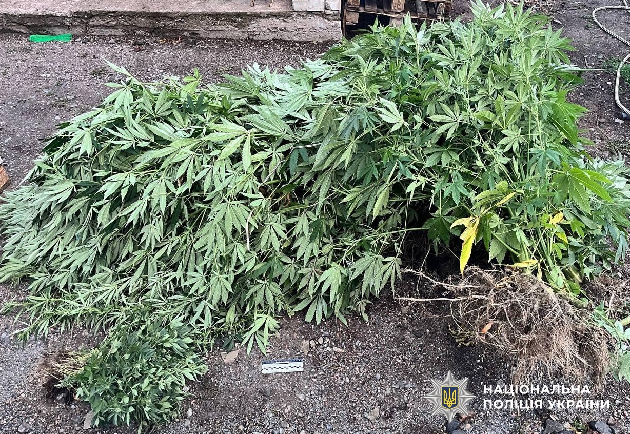 На Кіровоградщині затримали чоловіка, який вирощував коноплі у теплиці
