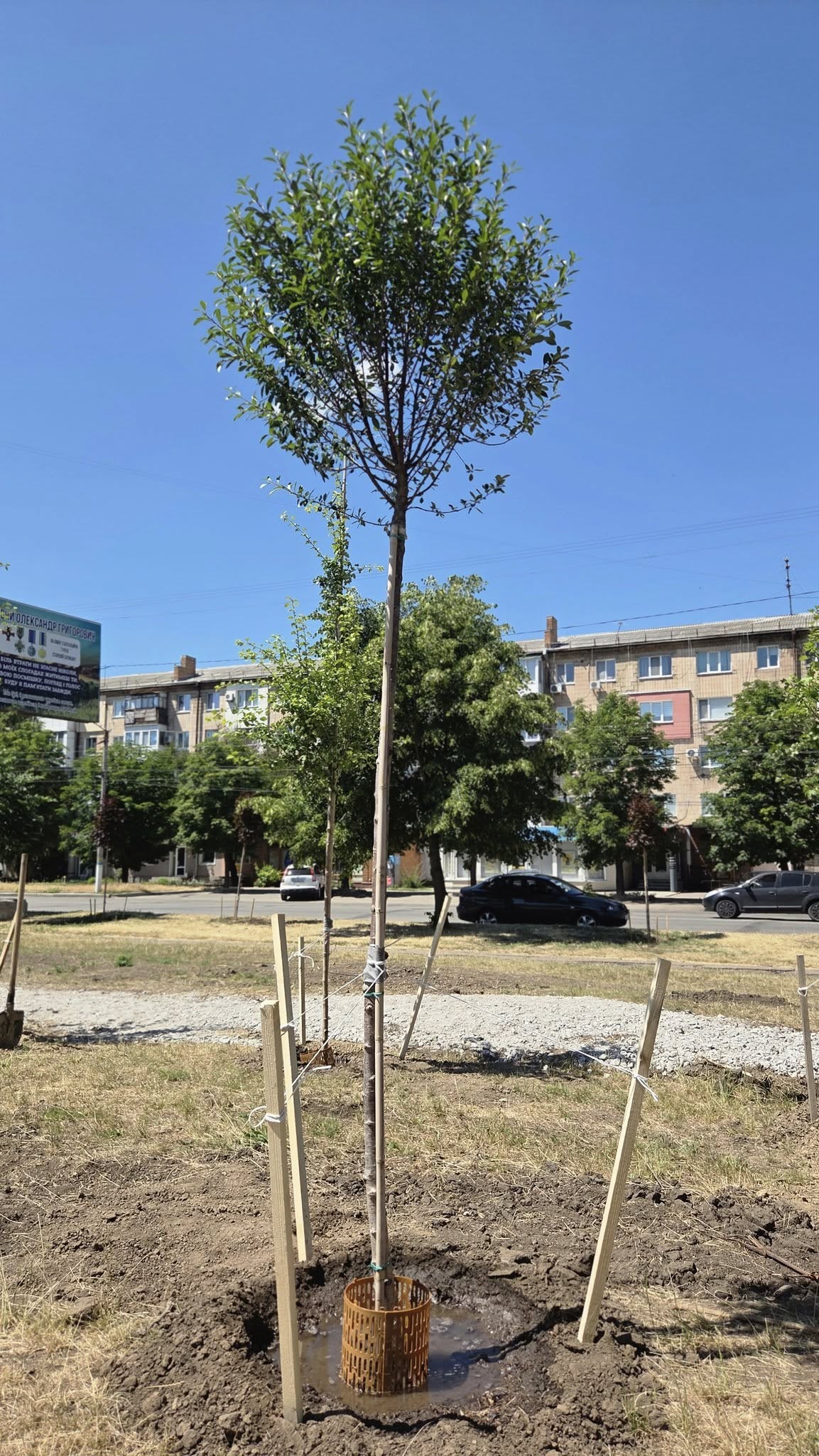 У Кропивницькому розпочали озеленення нового скверу по вулиці Соборній